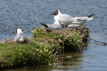 Mouette rieuse, nid,Chroicocephalus ridibundus, Black headed Gull