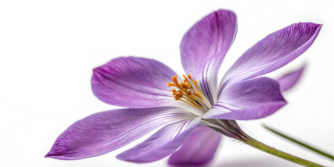 Purple petal flower isolated on transparent background  