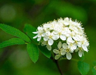 Close-up of spring blossoms