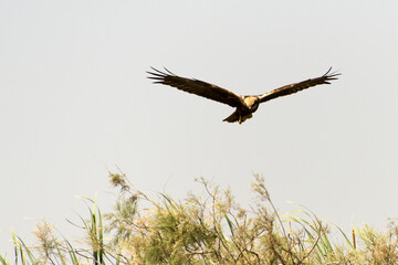 Busard des roseaux,Circus aeruginosus, Western Marsh Harrier