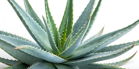 Close-up of aloe vera isolated on transparent background  