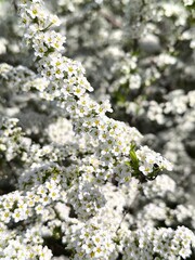 Beautiful flowers on a branch bloom in spring, delicate white Spiraea cinerea Grefsheim color