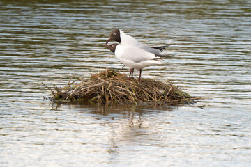 Mouette rieuse, nid,Chroicocephalus ridibundus, Black headed Gull
