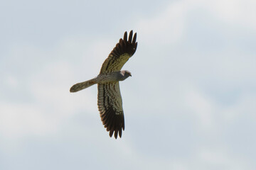Busard cendré,Circus pygargus, Montagu's Harrier, mâle