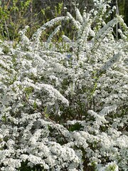 Beautiful flowers on the bush bloom in spring, delicate white Spiraea cinerea Grefsheim color
