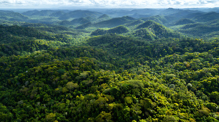 Obraz premium Panoramic view of the lush green Amazon rainforest from above