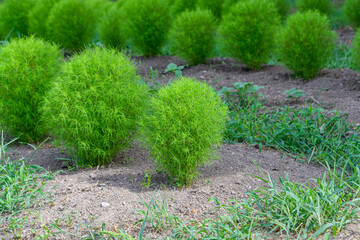 Obraz premium 畑に育つ若いコキアの新緑