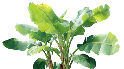 Lush vibrant green banana leaves unfurl creating a tropical paradise feel perfect for natural design themes