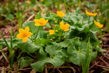 Blooming marsh marigold flowers caltha palustris in spring | Kwitnące kwiaty kaczeńca błotnego/ knieci błotnej (Caltha palustris) wiosną