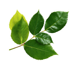 Fototapeta premium Vibrant green leaves garden botanical natural