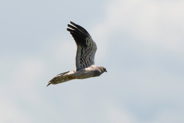 Busard cendré,
Circus pygargus, Montagu's Harrier, mâle