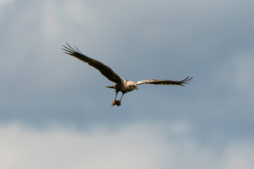 Busard des roseaux,Circus aeruginosus, Western Marsh Harrier