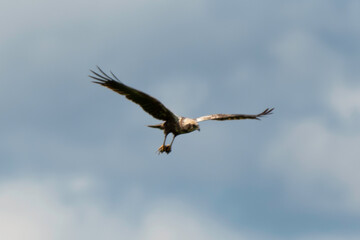 Busard des roseaux,Circus aeruginosus, Western Marsh Harrier