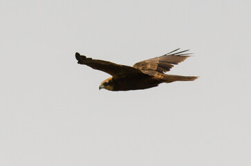 Busard des roseaux,Circus aeruginosus, Western Marsh Harrier