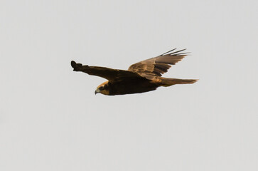 Busard des roseaux,Circus aeruginosus, Western Marsh Harrier