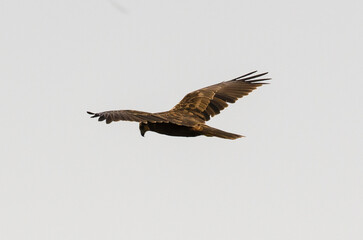 Busard des roseaux,Circus aeruginosus, Western Marsh Harrier