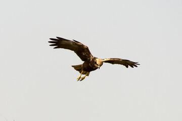 Busard des roseaux,Circus aeruginosus, Western Marsh Harrier