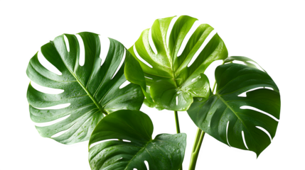Vibrant green Monstera leaves glistening with fresh water droplets create a refreshing natural display, perfect for modern decor and wellness themes.