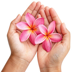 pink plumeria flower is placed in each palm of the hand