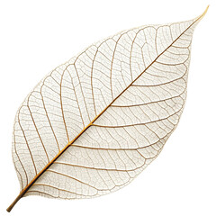 Obraz premium beautiful skeletonized leaf isolated on white background