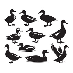 Fototapeta premium Silhouettes of various ducks in different poses. 