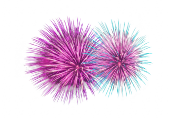 Purple and blue fireworks display isolated on transparent background