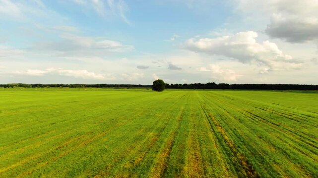 tree field drone above flight