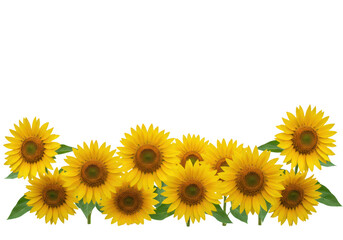 Obraz premium Sunflower border isolated on transparent background