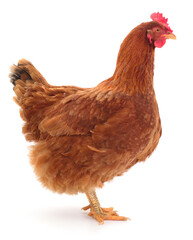 Brown chicken isolated on white background