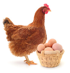 Brown laying hen with basket of eggs isolated on white background