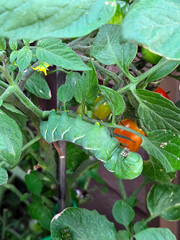 A large green tomato hornworm is hanging on the stem of a tomato plant surrounded by lush green...