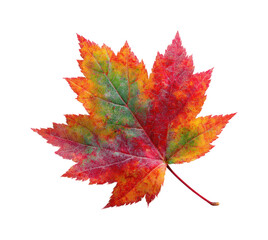 Obraz premium Autumn leaf display natural colorful foliage