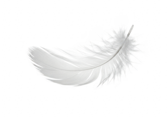 Single white feather isolated on transparent background