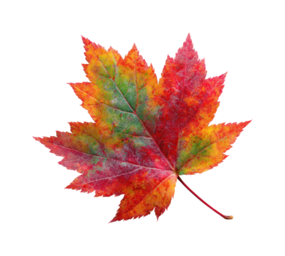 Autumn leaf display natural colorful foliage