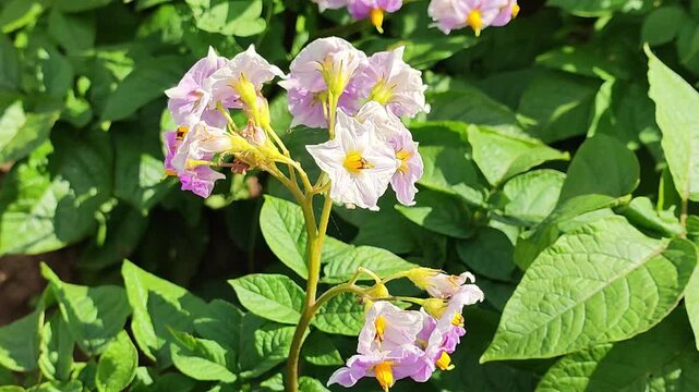 flowering potato on a sunny summer day