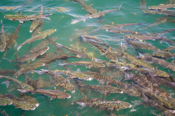 Large group of fish swimming close to the surface in clear green water