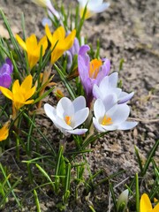 White, yellow crocus flowers bloomed in the garden in the springtime.