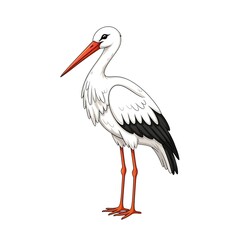 Fototapeta premium White stork bird standing tall isolated on white background