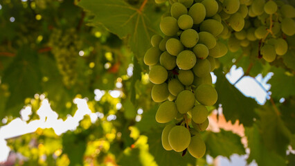 Close-up of unripe green grapes growing on a vine, bathed in sunlight