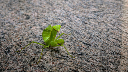 Close-up of a green praying mantis standing on a rock, showcasing its vibrant color and intricate details