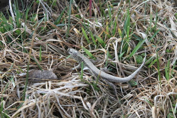 snake in the grass