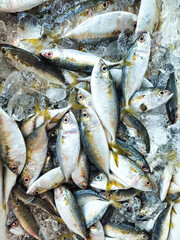 Fototapeta premium Photo of fresh mackerel in a box filled with ice sold at the market