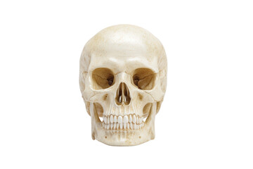 Fototapeta premium Human skull isolated on transparent background