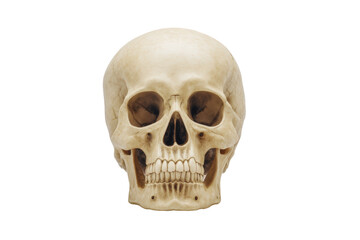 Fototapeta premium Human skull isolated on transparent background