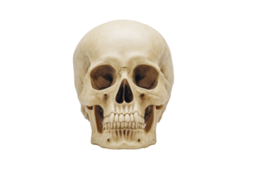 Human skull isolated on transparent background