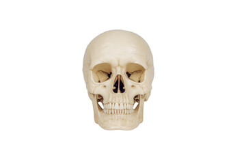 Obraz premium Human skull isolated on transparent background