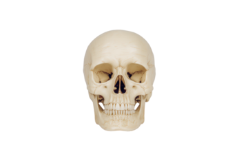 Human skull isolated on transparent background