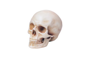 Human skull isolated on transparent background