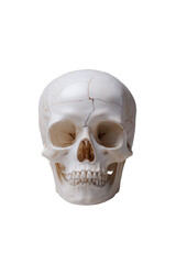 Obraz premium Human skull isolated on transparent background