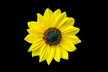Sunflower isolated